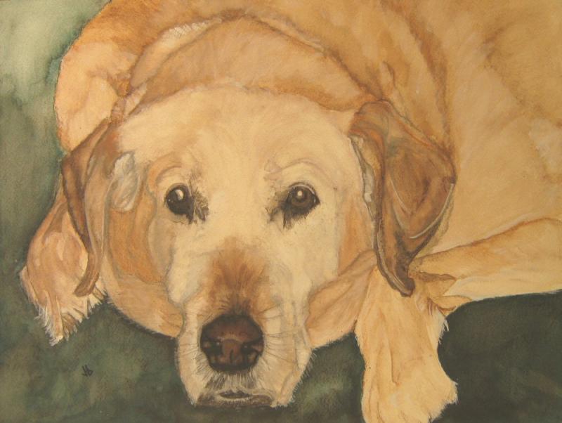 Water color painting of a weight challenged labrodor laying on the floor.