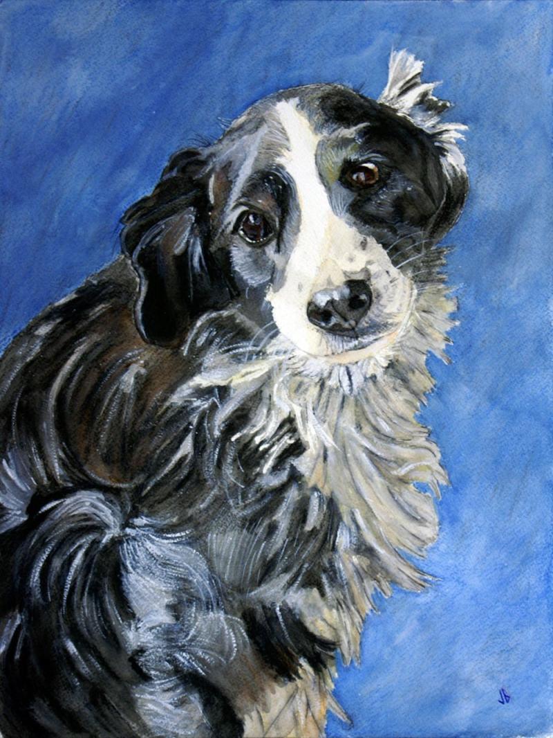 Water color painting of  scruffy black and white dog.