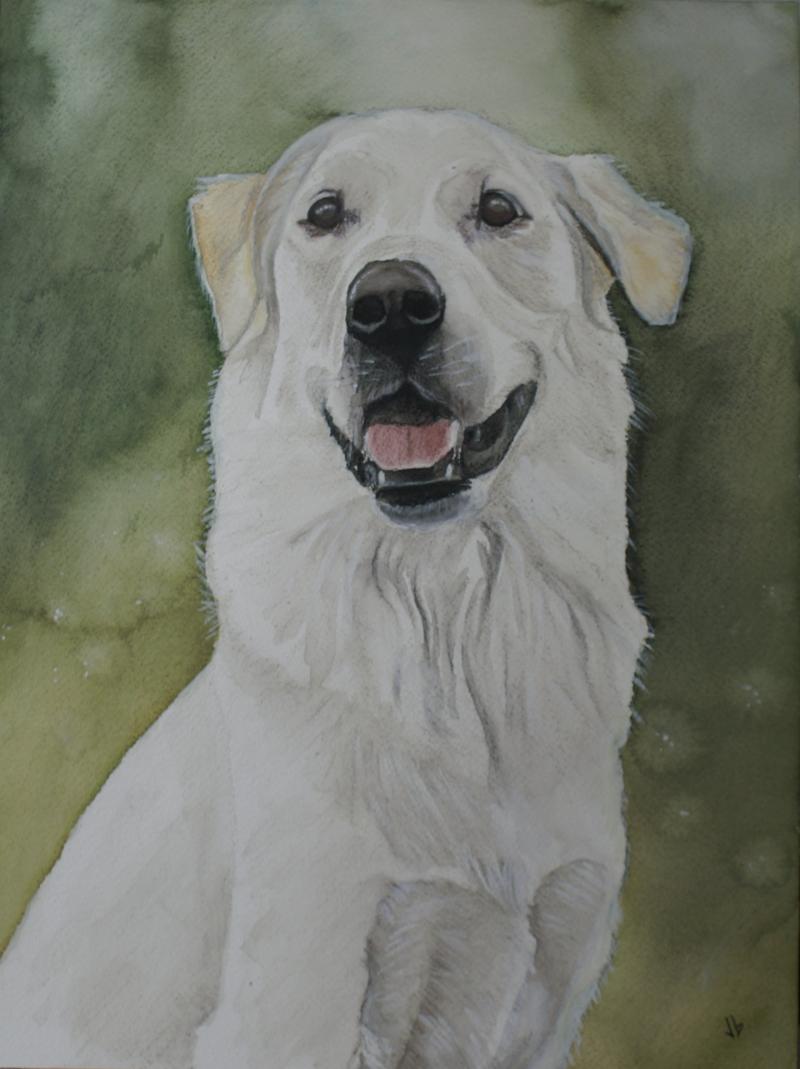 A dog named Lindsey