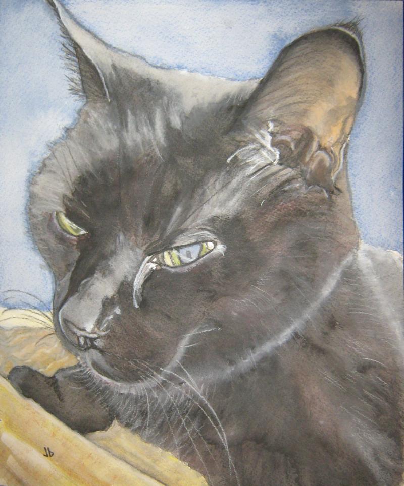 A cat named Vellit