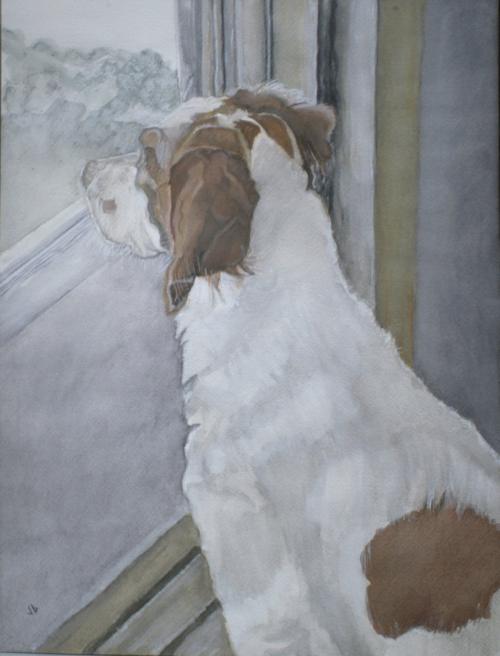 water color painting of a white spaniel with brown spots looking attentively out a window.