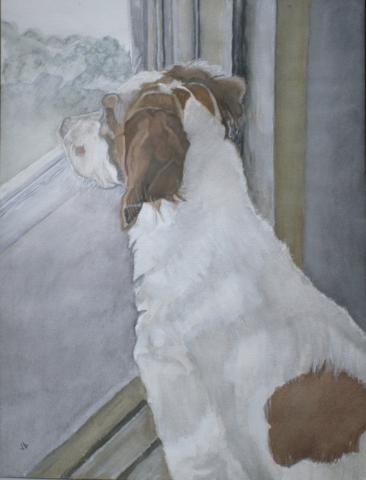 water color painting of a white spaniel with brown spots looking attentively out a window.